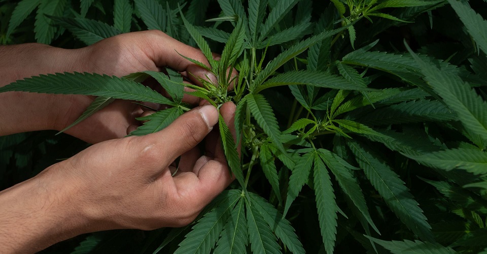 Senadores retiran dictamen de regulación de cannabis para hacer cambios