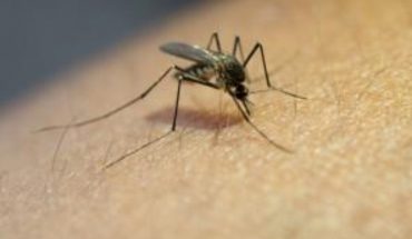 Suman 17 mil 254 casos de dengue en México durante 2020