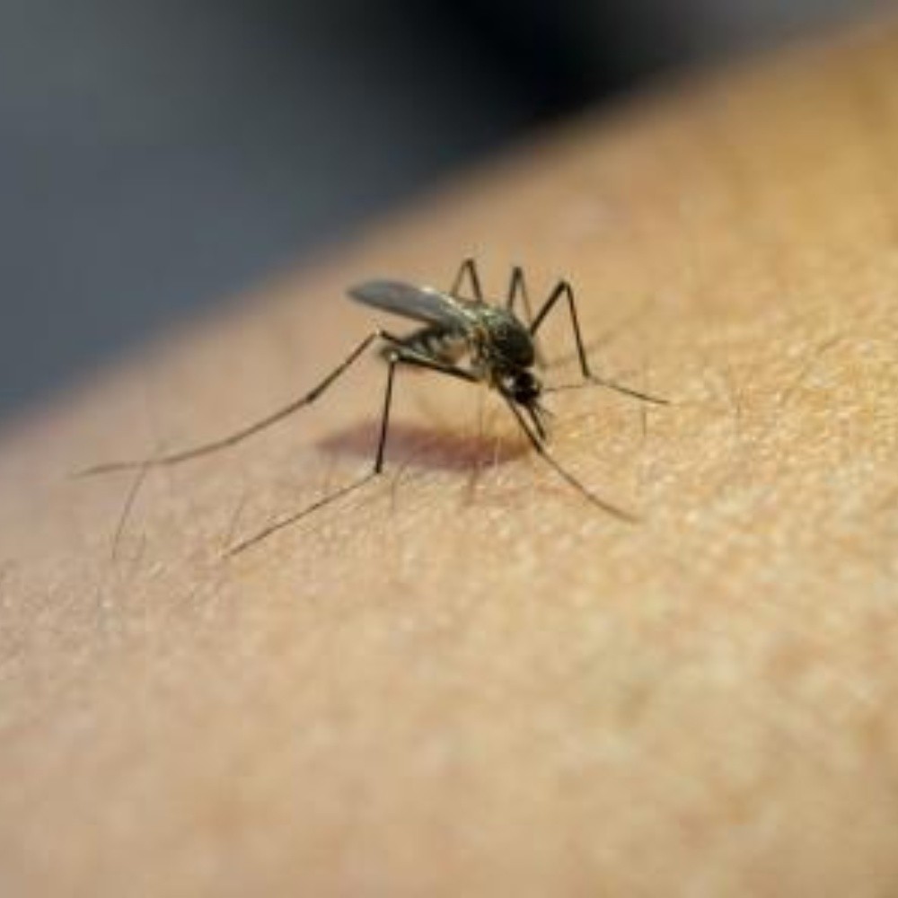 Suman 17 mil 254 casos de dengue en México durante 2020