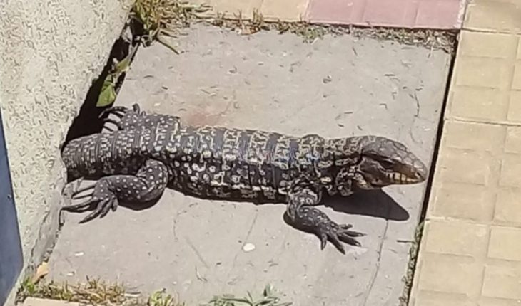 Vuelven a encontrar un lagarto paseando por las calles de La Plata