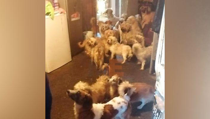 Aseguran 60 ejemplares caninos relacionados en el delito de crueldad animal en Uruapan