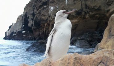 translated from Spanish: Surprising white penguin in the Galapagos Islands