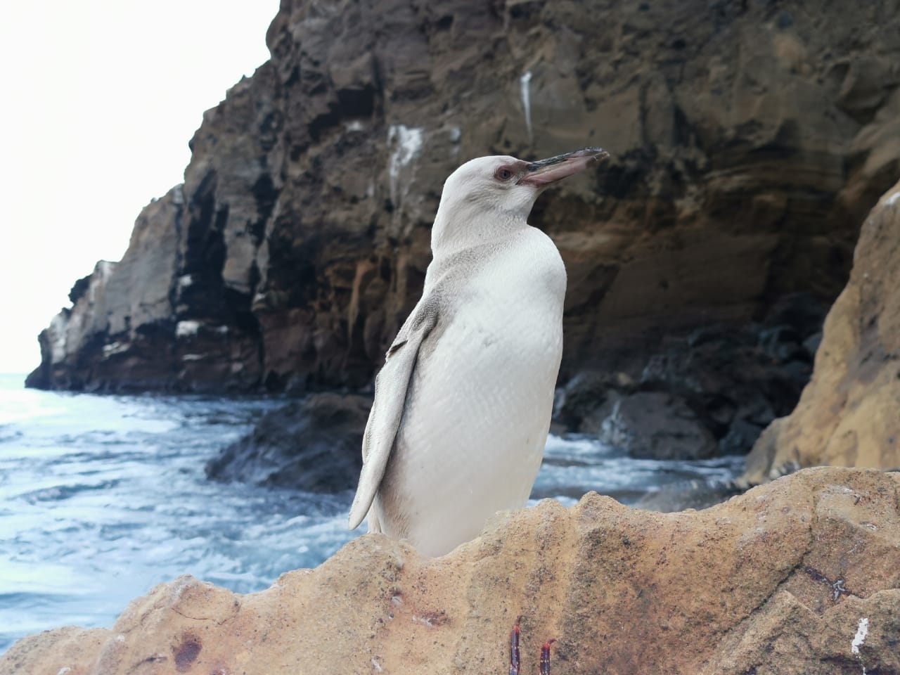Surprising white penguin in the Galapagos Islands