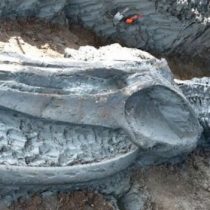 They find in Thailand the almost intact skeleton of a whale at least 3,000 years ago