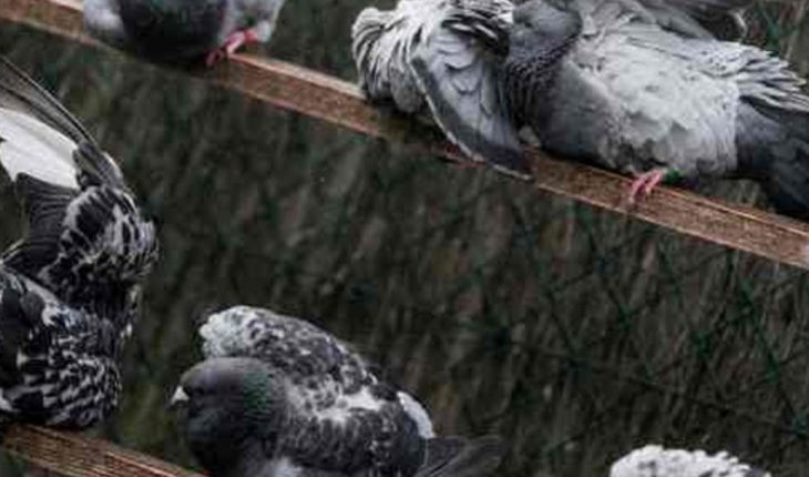 translated from Spanish: They find the message of a messenger pigeon from 100 years ago