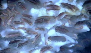 translated from Spanish: They thaw prehistoric worms and revive them