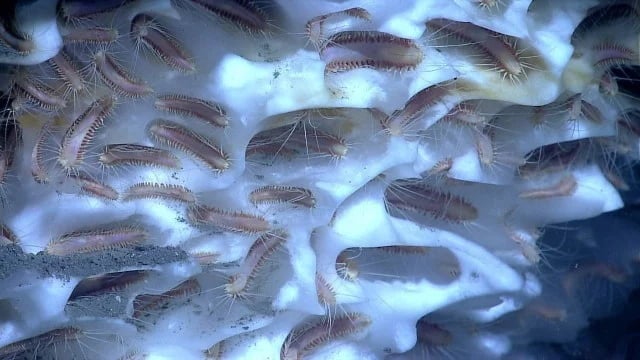 They thaw prehistoric worms and revive them