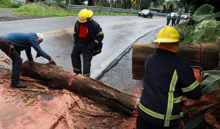 18 árboles caídos y daños en casas por fuertes rachas de viento en CDMX