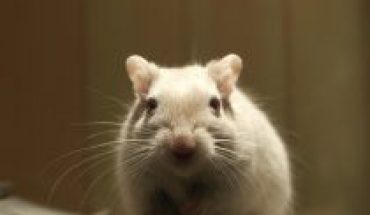 Be Cruelty Free: Ingresan proyecto de ley al Congreso que prohíbe el testeo de cosméticos en animales