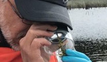 Científicos analizan turbiedad del agua y disminución en planta con que se alimentan cisnes en Humedal del Río Cruces