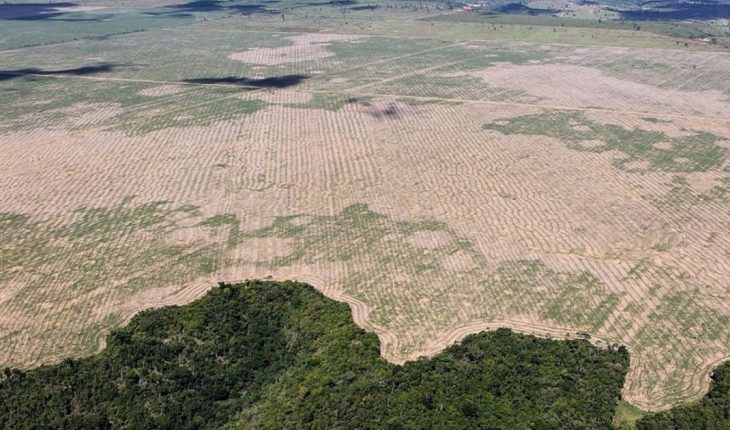 El Amazonas perdió el 8% de su territorio en 18 años por la deforestación