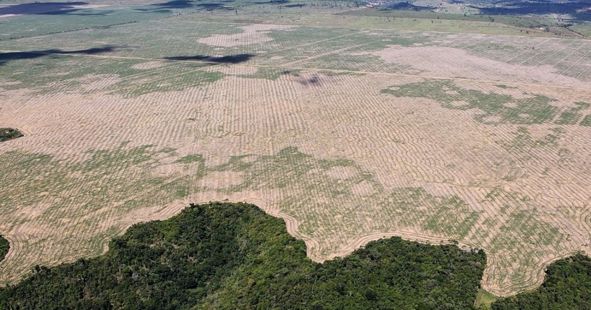 El Amazonas perdió el 8% de su territorio en 18 años por la deforestación