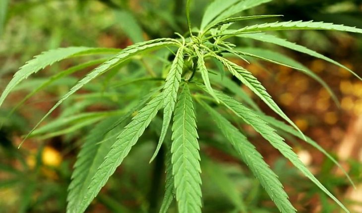 La ONU removió al cannabis de la lista de las drogas más nocivas del mundo