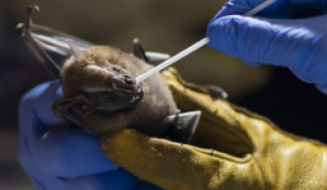 Los murciélagos dan pistas para prevenir la próxima pandemia
