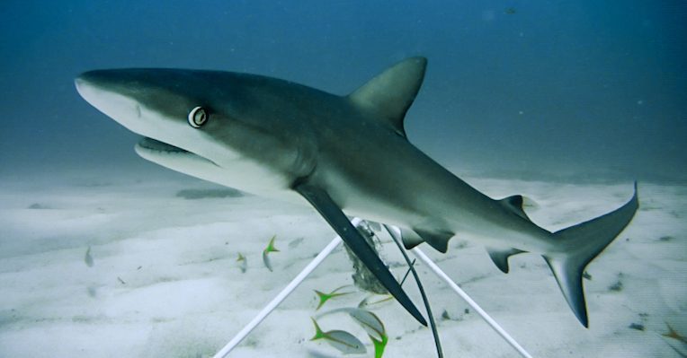 Los tiburones están ‘funcionalmente extintos’ en varios arrecifes del mundo