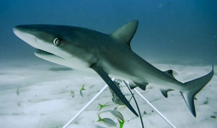 Los tiburones están ‘funcionalmente extintos’ en varios arrecifes del mundo