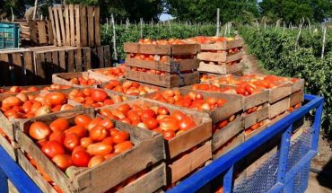 Productores preocupados por el inestable precio del tomate