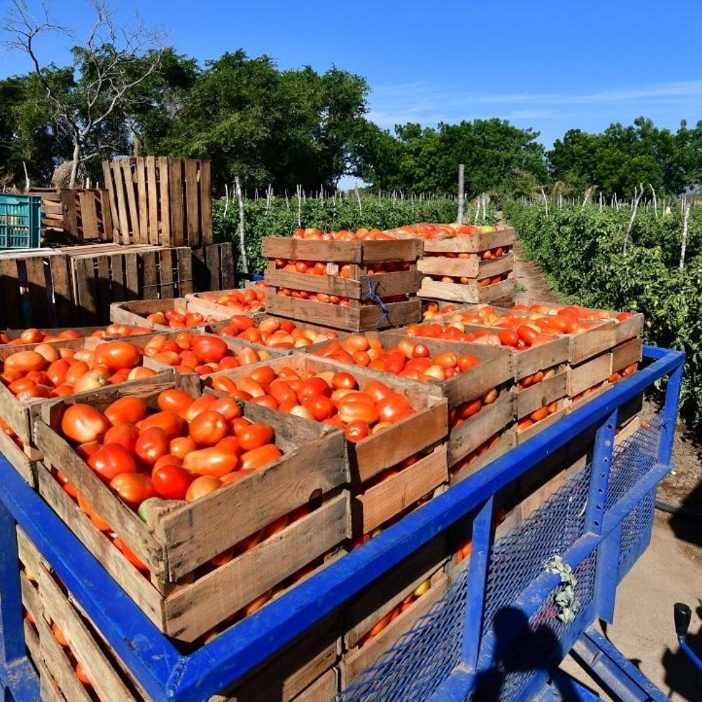 Productores preocupados por el inestable precio del tomate