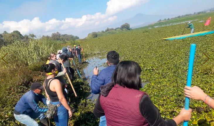 translated from Spanish: In the face of the oblivion of municipal authorities, citizens clean up Lake Pátzcuaro