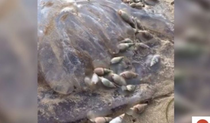 translated from Spanish: Stunning: dozens of snails devoured a jellyfish on the shores of the beach