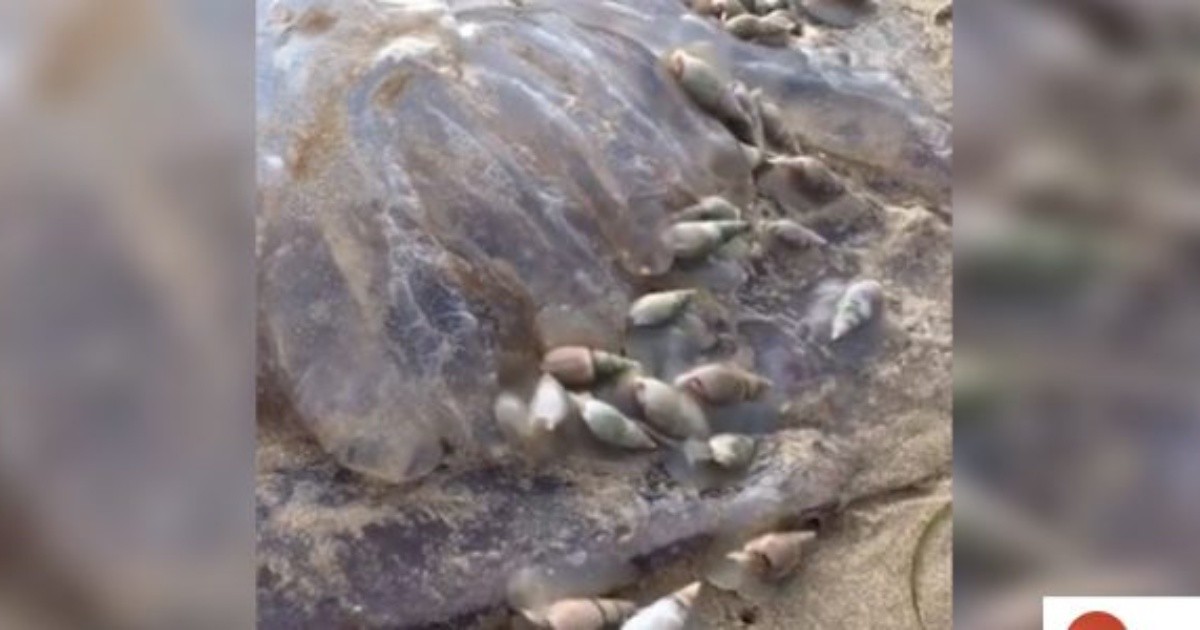 Stunning: dozens of snails devoured a jellyfish on the shores of the beach
