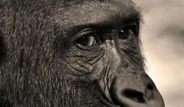 Gorilas dan positivo a covid-19 en zoológico en San Diego