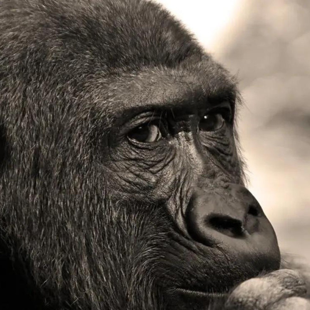 Gorilas dan positivo a covid-19 en zoológico en San Diego
