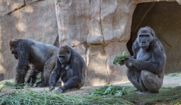 Gorilas de zoológico San Diego dan positivo a coronavirus