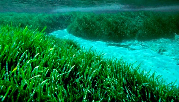 Las praderas marinas de posidonia pueden capturar y extraer plásticos vertidos al océano