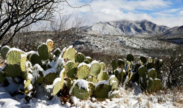 Probabilidad de nieve en Sonora, Chihuahua, Coahuila y Nuevo León