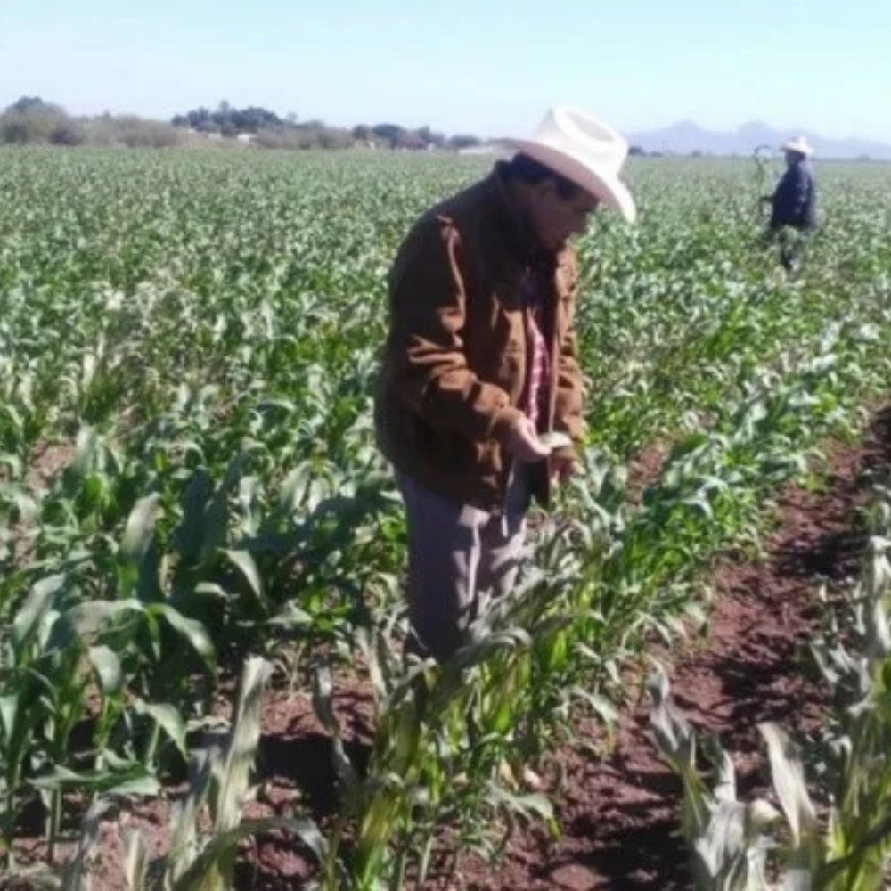 AARFS invites to secure corn crops in carrizo Valley