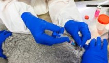 translated from Spanish: Russia rehearses Covid-19 vaccine for pets, including mink