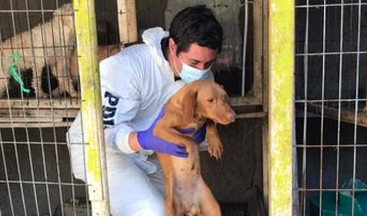 Detienen a sujeto que tenía a 34 perros hacinados y desnutridos en su patio en Puente Alto