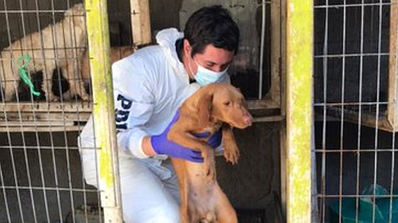 Detienen a sujeto que tenía a 34 perros hacinados y desnutridos en su patio en Puente Alto