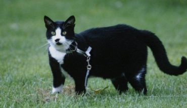 Día Internacional del Gato: Conoce la historia de Socks el felino que inspiró esta fecha