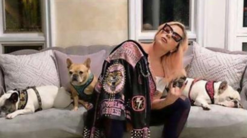 Roban dos de los perros de Lady Gaga: paseador de mascotas fue asaltado y atacado