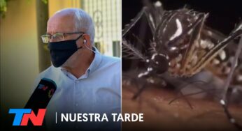 Video: Vuelve la preocupación por el dengue: ¿Estamos ante una nueva epidemia en el país?