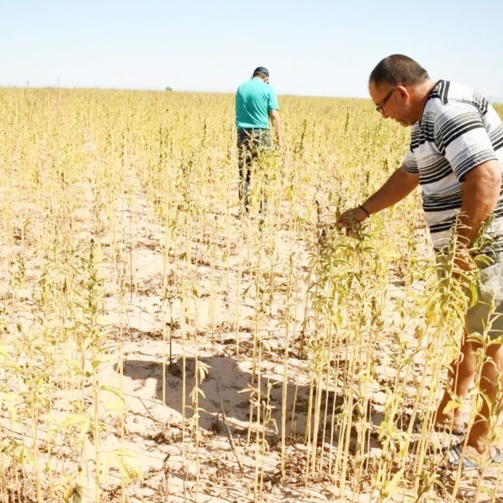 Ahome farmers continue to expect drought support