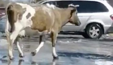 translated from Spanish: Cow wandering in Black Stones streets goes viral