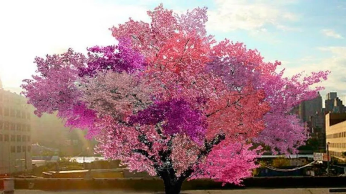 translated from Spanish: Frankestein, the tree that produces 40 different types of fruit