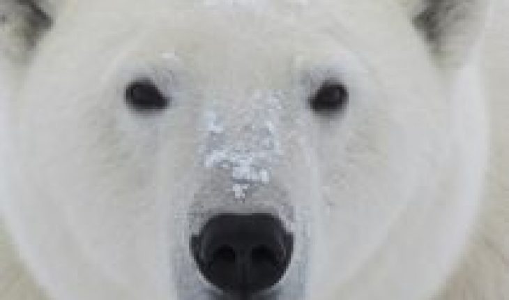 translated from Spanish: International Polar Bear Day: an icon of the impact of climate change