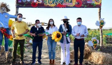 translated from Spanish: Mocorito colors are painted with the arrival of sunflowers