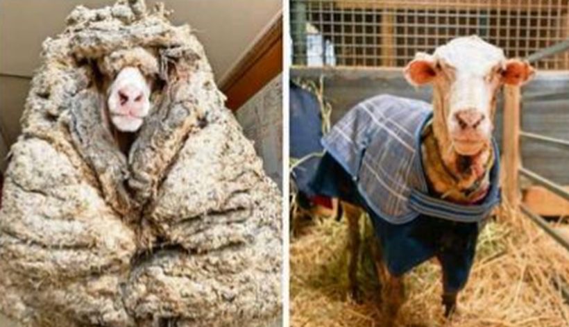 Sheep was lost for about 5 years: it had 35 kilos of wool