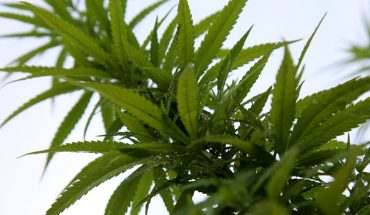 Diputados aprueban dictamen de regulación de mariguana; votan reservas