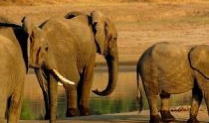 En lista roja: elefantes africanos enfrentan creciente peligro de extinción