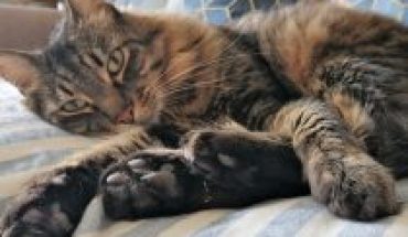 Gatos en cuarentena: los efectos de invadir su espacio