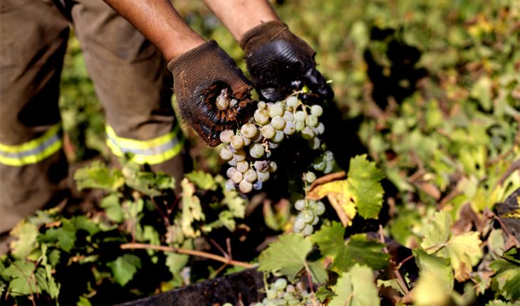 Lluvia de enero dañó hasta el 50% de uvas para el vino