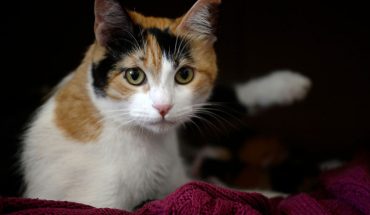 Sernac exigirá compensaciones a Carozzi por alimentos para gatos que causaron problemas de salud a las mascotas