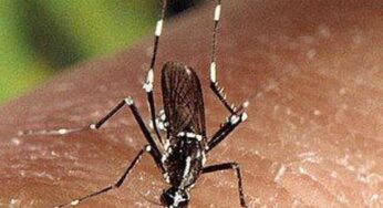 Un virus estaría siendo esparcido en Florida por un mosquito