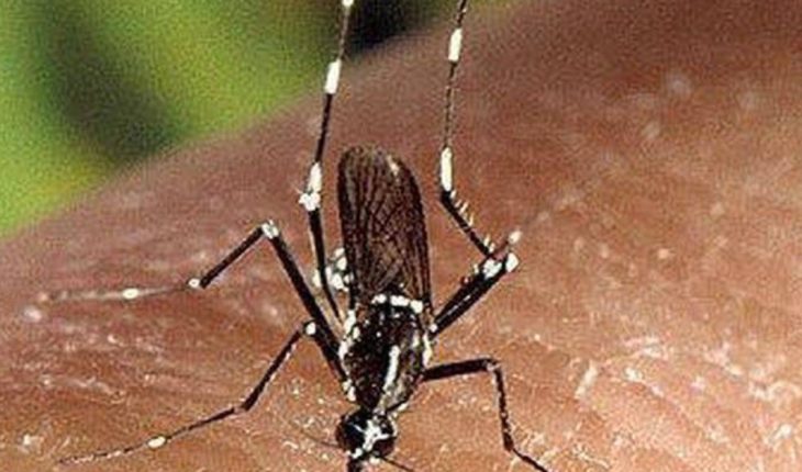 Un virus estaría siendo esparcido en Florida por un mosquito